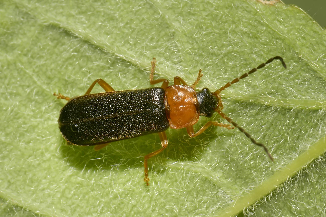 Cantharidae: Cantharis sp? No, Cratosilis sp.